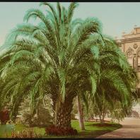 Каир. Пальма в саду принца Хусейна