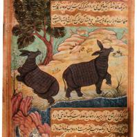 56. Носороги Индии (л. 379а). Миниатюра рукописи «Бабур-наме»