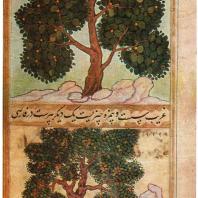 78. Плодовые деревья бадхал и бийр (л. 399б). Миниатюра рукописи «Бабур-наме»