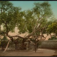 Гелиополь, дерево Богородицы