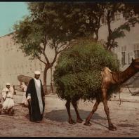 Каир. Феллахи, перевозящие корма в город